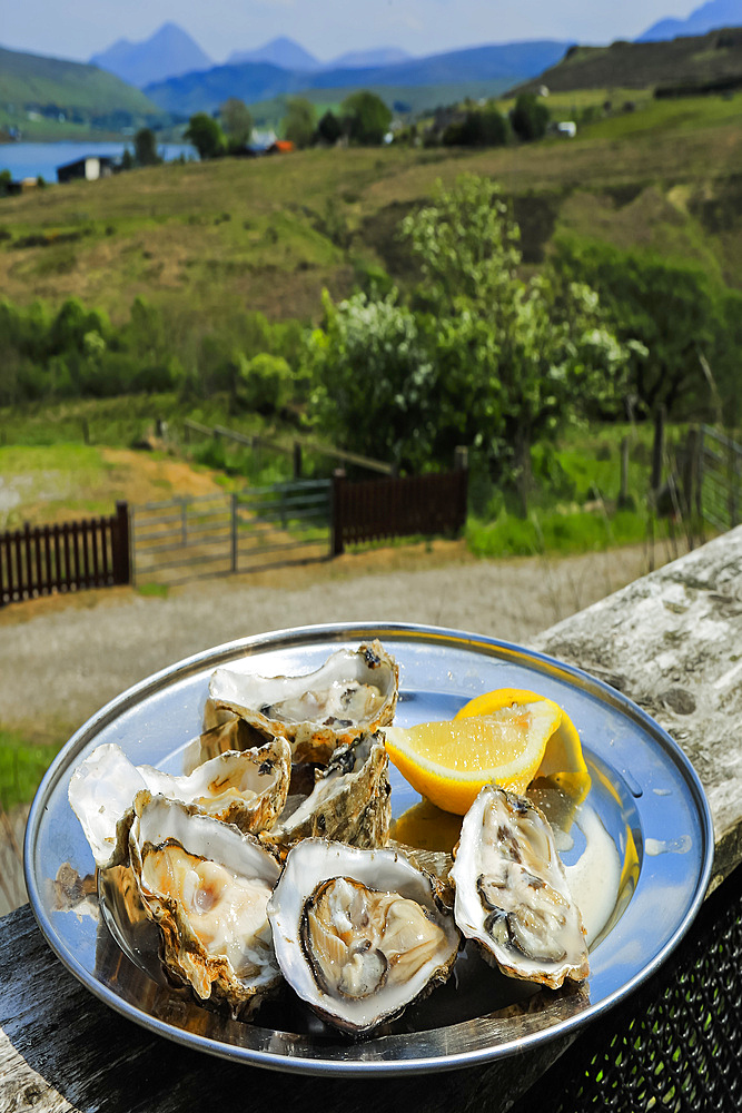 Fresh oysters, shucked and ready to eat at The Oyster Shed in Carbost with the Cuillin Hills beyond, The Oyster Shed, Carbost Beag, Loch Harport, Skye, Inner Hebrides, Scotland, United Kingdom, Europe