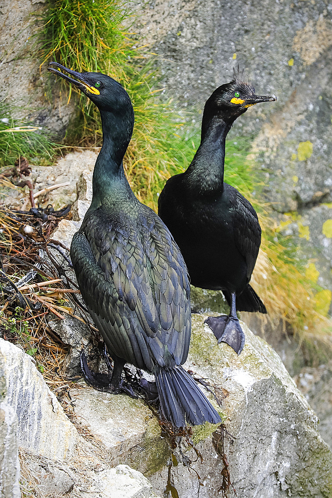 Breeding pair of Shags (Gulosus aristotelis) by their nest on cliffs at Braes peninsula, a red listed bird, The Braes, Portree, Skye, Inner Hebrides, Scotland, United Kingdom, Europe