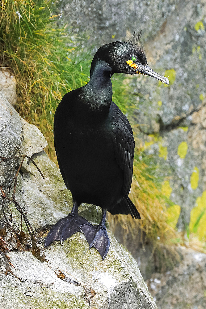 A breeding Shag (Gulosus aristotelis) by its nest on cliffs at Braes peninsula, a red listed bird, The Braes, Portree, Skye, Inner Hebrides, Scotland, United Kingdom, Europe