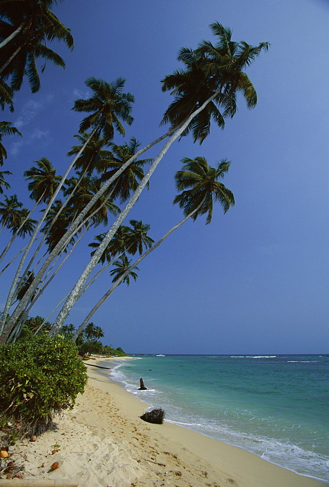 Palm trees and sandy beach on the south coast, Unawatuna, Sri Lanka, Indian Ocean, Asia