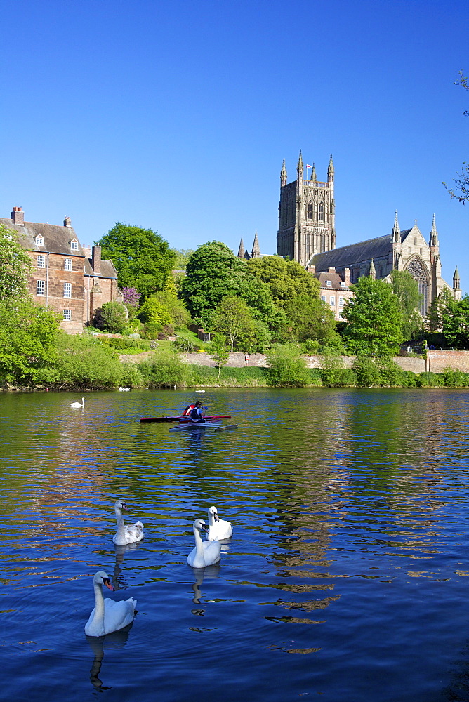 Mute swans and canoeists on River Severn, spring evening, Worcester Cathedral, Worcester, Worcestershire, England, United Kingdom, Europe