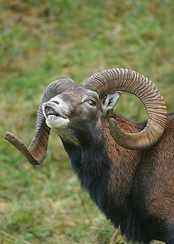 Mouflon (Ovis ammon musimon), flehmen response during mating season