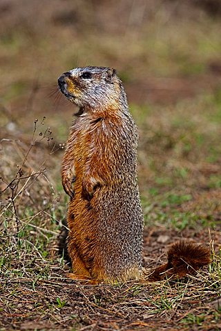 Groundhog, Woodchuck, Whistle-pig, Land-beaver (Marmota monax), Yellowstone National Park, Wyoming, Idaho, Montana, America, United States