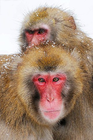 Japanese macaques (Macaca fuscata) in winter