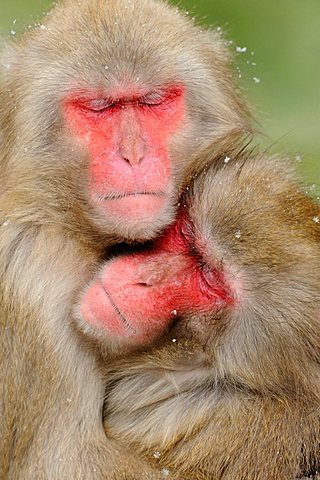 Japanese macaques (Macaca fuscata) in winter