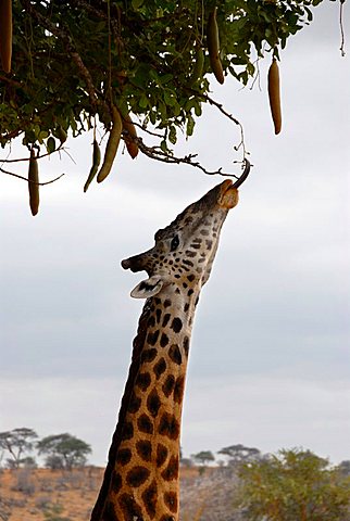 Giraffe (Giraffa camelopardalis) with long tongue feeds on Kigelia tree (Kigelia africana) in the savannah Tarangire National Park