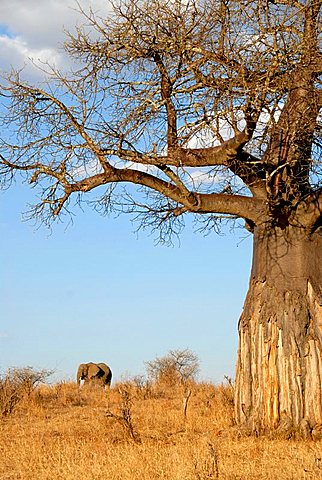 Baobab tree (Adansonia digitata) and African Elephant (Loxodonta africana) in the savannah Tarangire National Park Tanzania