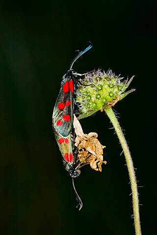 Six-spot Burnet Moth (Zygaena filipendulae)