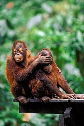 Young Orang Utans (Pongo pygmaeus) playing, Sepilok, Borneo, Asia