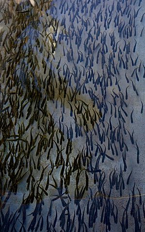 Young Chinook or King Salmon, Salmon fry, Department of Fisheries and Oceans, DFO, McIntyre Creek hatchery, Whitehorse, Yukon Territory, Canada, North America