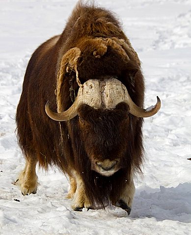 Muskox, muskoxen (Ovibos moschatus), male, bull, Yukon Territory, Canada