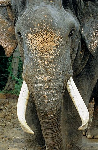 detail of the face of a elephant