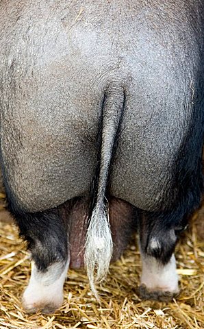 the backside of a pig