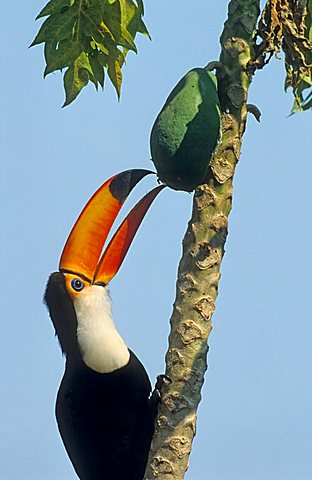 Toco Toucan (Ramphastos toco) eating mango, Pantanal, Brazil, South America