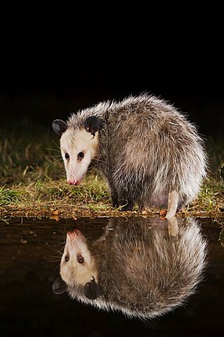 Virginia Opossum (Didelphis virginiana), adult at night drinking, Uvalde County, Hill Country, Central Texas,