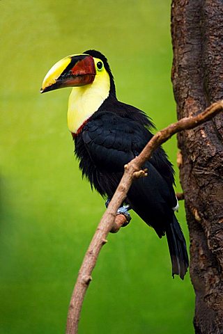 Red Billed Toucan, (Ramphastos swainsoni), Zoo of Basel, Switzerland