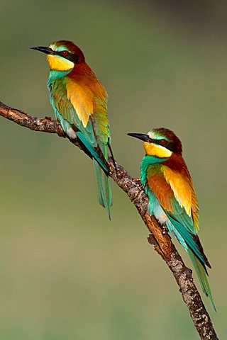 Two European Bee-eaters (Merops apiaster) perched on a branch, Sardinia, Italy, Europe