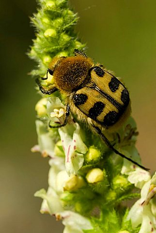 Bee Beetle (Trichius fasciatus) perched on a flower, Feldthurns, Bolzano-Bozen, Italy