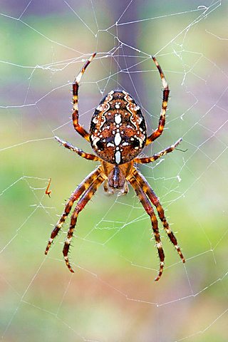 Garden spider on web