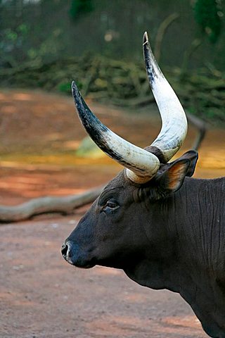 aurochs (Bos primigenius taurus), portrait