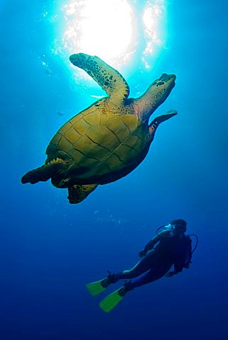 Hawksbill Turtle (Eretmochelys imbricata), Caribbean, Honduras, Central America