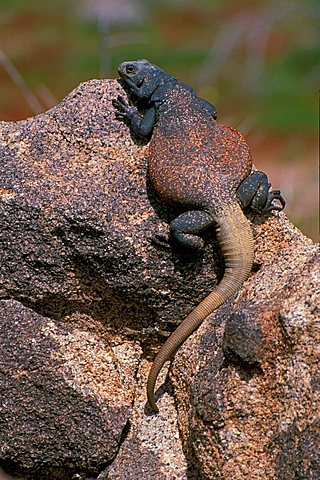 Chuckwalla in Joshua Tree National Park California USA