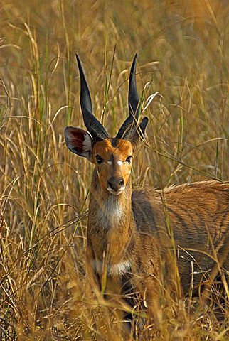 Bushbuck, Tragelaphus scriptus, Gorongosa National Park, Mozambique, Africa