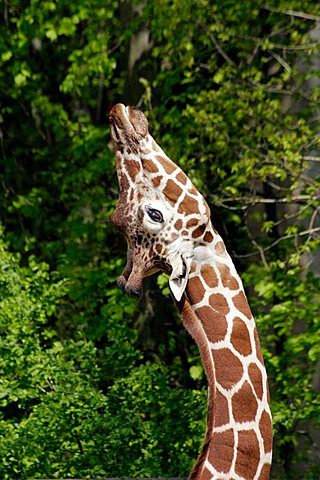 Reticulated Giraffe (Giraffa camelopardalis reticulata)