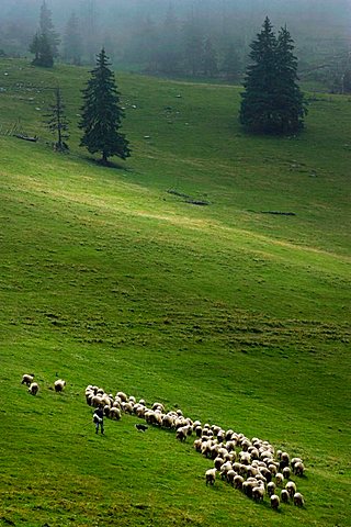 Sheep, Pesterii, Bihor Mountains, Parcul Natural Apuseni, Romania, Europe