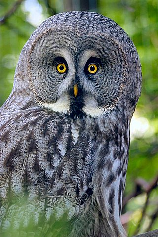 Great Grey Owl, Great Gray Owl (Strix nebulosa)