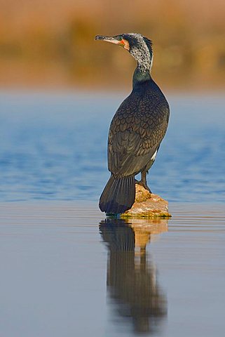 Great Black Cormorant (Phalacrocorax carbo) perched on a rock in the water