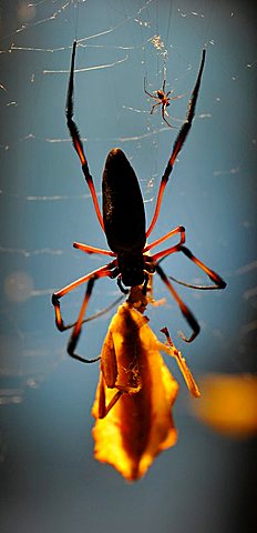 Small male, top, and large female, bottom, silk spider (Nephila sp.), Africa, eating a leaf insect or walking leaf (Phylliidae)