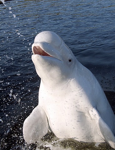 Beluga whale (Delphinapterus leucas), Kareliya, Russia, White Sea, Arctic