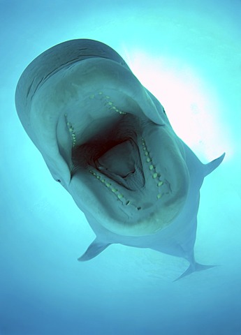 Beluga, White whale (Delphinapterus leucas), Odessa, Ukraine, Eastern Europe