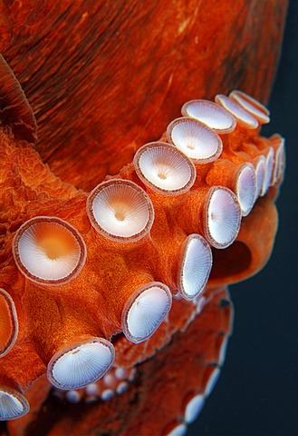 Suckers of Giant Pacific octopus or North Pacific giant octopus (Enteroctopus dofleini), Japan Sea, Primorsky Krai, Russian Federation