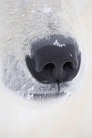 Close-up shot of a Polar Bear's (Ursus maritimus) nose, Manitoba, Canada