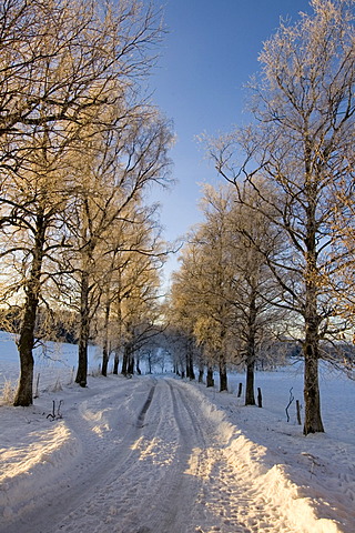 Frosty icy snowy Alley in the first morning sunlight