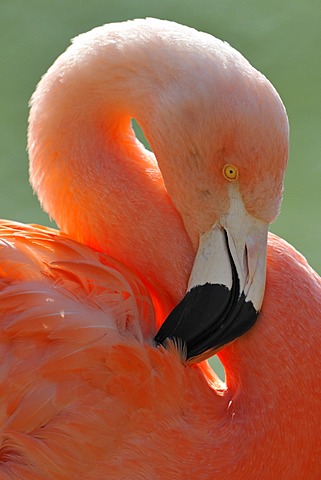 Chilean Flamingo (Phoenicopterus chilensis), preening