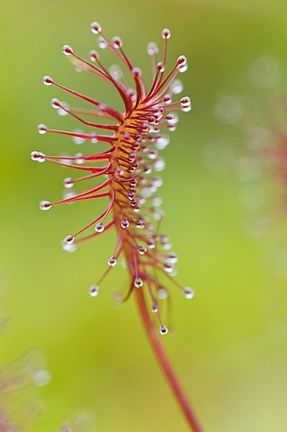 Oblong-leaved sundew or spoonleaf sundew (Drosera intermedia)