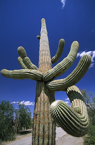 USA Arizona Cabeza Prieta National Wildlife Refuge Saguaro Cactus