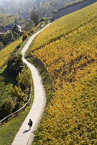 Vineyard Schlossberg, Wuerzburg, Franconia, Bavaria, Germany