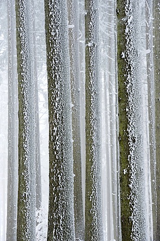 Tree trunks covered with frost, Lindenberg, Switzerland, Europe