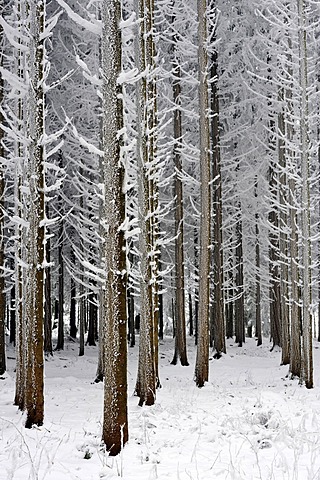 Coniferous forest covered with frost, Lindenberg, Switzerland, Europe