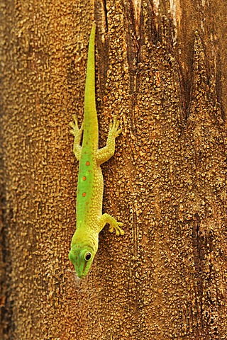 Madagascar day gecko (Phelsuma madagascariensis), hanging from tree