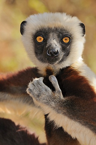 Coquerel's Sifaka (Propithecus coquereli), portrait, Madagascar, Africa