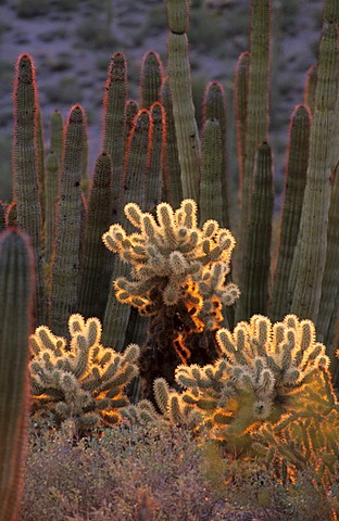 Cholla- and Organ Pipe cacti in the evening light, Organ Pipe National Monument