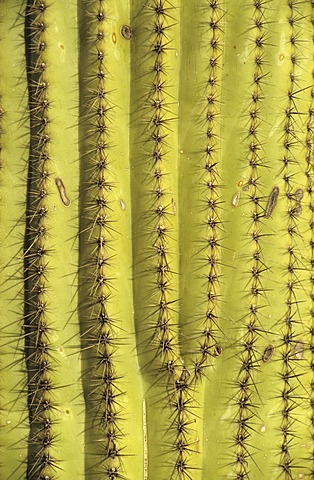 Detail of a Saguaro cactus