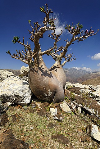 Socotra Desert Rose or Bottle Tree, adenium obesum sokotranum, Socotra island, UNESCO World Heritage Site, Yemen