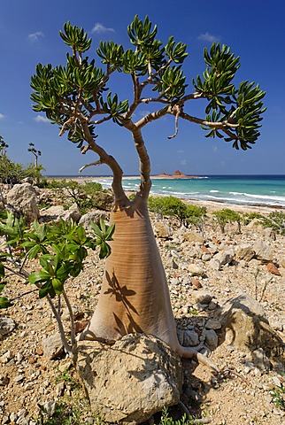 Socotra Desert Rose or Bottle Tree, adenium obesum sokotranum, Socotra island, UNESCO World Heritage Site, Yemen