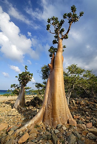 Socotra Desert Rose or Bottle Tree, adenium obesum sokotranum, Socotra island, UNESCO World Heritage Site, Yemen